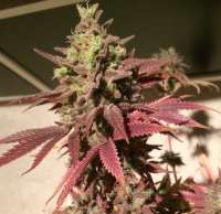 Imagen de Moernest (Pineapple Skunk)