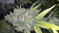 Imagen de alexQC (Purple Trainwreck)