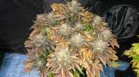 Imagen de lesavoirestunearme7Z (Sour Blueberry)