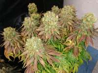 Humboldt Seed Organisation Sour Blueberry - photo réalisée par lesavoirestunearme7Z