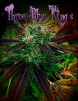 Humboldt Seed Organisation Three Blue Kings - photo réalisée par KeganLee