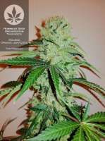 Imagen de pineappleltd (Trainwreck)