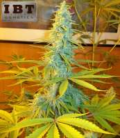 IBT Genetics Seeds Tortuga Ninja - photo réalisée par tencer