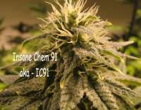 Insane Seed Posse Insane Chem 91 - photo réalisée par OSGINFO