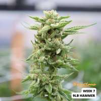 Imagen de SunClone (9lb Hammer)