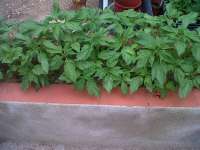 Imagen de KALYSEEDS (IMPA Ruderalis)