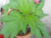 Imagen de KALYSEEDS (IMPA Ruderalis)