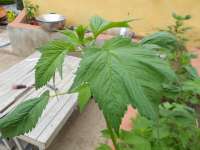 Imagen de KALYSEEDS (IMPA Ruderalis)