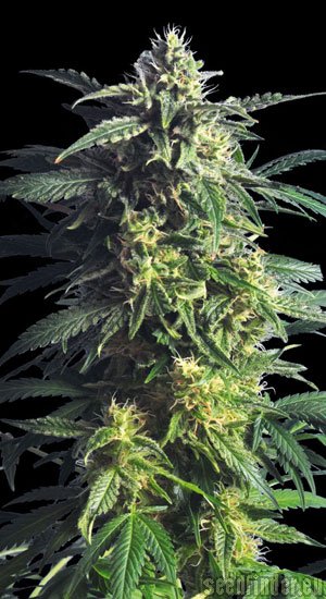 Kannabia Seeds Original Berry