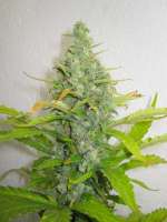 Kannabia Seeds Power Skunk - photo réalisée par Xochipilli