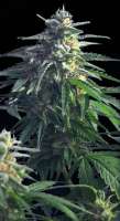 Imagen de SativaFred (Power Skunk)