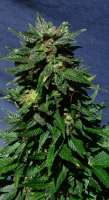 Kannabia Seeds White Domina Automática - photo réalisée par SativaFred