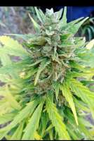 Imagen de Kalinkessler (Auto Blueberry)