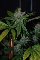 Imagen de Deadbeat (Yeti OG)