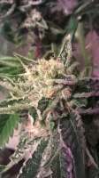 Loud Seeds Headband - photo réalisée par SupermanHigh