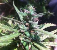 Imagen de MadCat (Killer Nightmare OG)