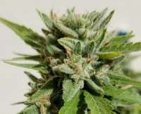 Imagen de Madcat (Promiscuous Kush)