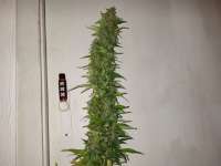 Medical Seeds Co. 2046 - photo réalisée par iMp0SiBoL