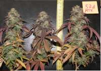 Medical Seeds Co. Mendocino Purple Kush - photo réalisée par Mowgli