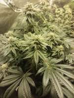 Imagen de DannyG (Mendocino Purple Kush)