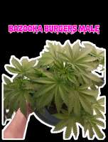 Meows Trap Seeds Bazooka Burgers - photo réalisée par 420meowmeowmeow