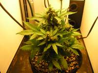 Imagen de 420BayLee (Auto Blues)