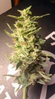 Imagen de ChefDref1385 (Sour Hound)