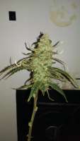 Imagen de MrGardener (Ultra White Amnesia)