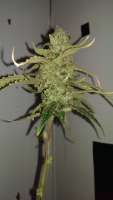 Imagen de MrGardener (Ultra White Amnesia)