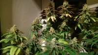 Imagen de MrGardener (Ultra White Amnesia)