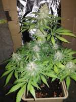 Mr. Natural Seeds Amnesia Cheese - photo réalisée par LocDog