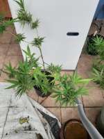 Imagen de Islandgrower1 (Early Skunk)