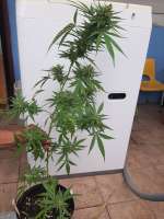 Mr Nice Seedbank Early Skunk - photo réalisée par Islandgrower1