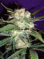 Imagen de merlin (Mango Haze)