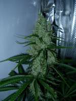 Imagen de Nushaba (Super Silver Haze)