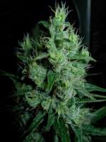 Imagen de Nushaba (Super Silver Haze)