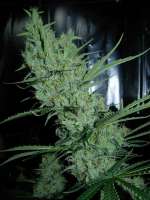 Imagen de Nushaba (Super Silver Haze)