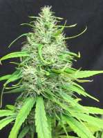 Imagen de sunni (Super Silver Haze)