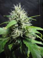 Imagen de sunni (Super Silver Haze)