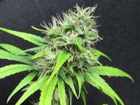 Imagen de sunni (Super Silver Haze)