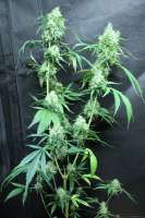 Imagen de sunni (Super Silver Haze)