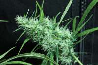 Imagen de sunni (Super Silver Haze)