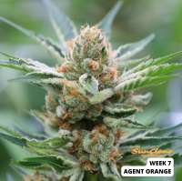 MzJill Genetics Agent Orange - photo réalisée par SunClone