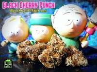 New420Guy Seeds Black Cherry Punch - photo réalisée par Justin108