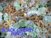 New420Guy Seeds Black Cherry Punch - photo réalisée par Justin108