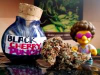 New420Guy Seeds Black Cherry Punch - photo réalisée par Justin108