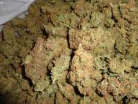 Imagen de New420Guy (Blackberry Diesel)