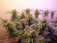 Imagen de new420guy (Blue Haze Auto)