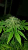 New420Guy Seeds Blue Tahoe - photo réalisée par 46nkid