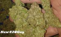 Imagen de New420Guy (Blue Tahoe)